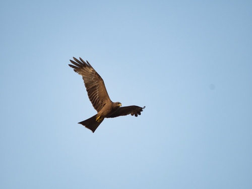Black Kite