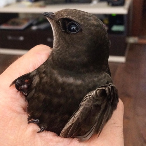 Common Swift