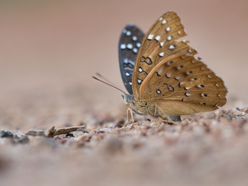 Guineafowl Butterfly