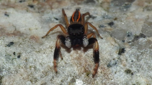 Nungia epigynalis · iNaturalist
