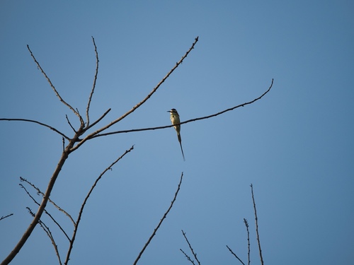 White-throated Bee-eater