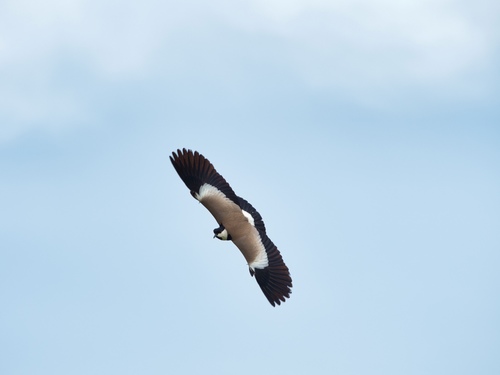 Spur-winged Lapwing