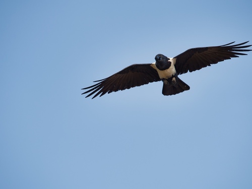 Pied Crow