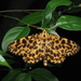 Orange Magpie Moth - Photo (c) Kit Chang, all rights reserved, uploaded by Kit Chang