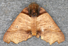 Pero polygonaria - Photo (c) gernotkunz, all rights reserved, uploaded by gernotkunz
