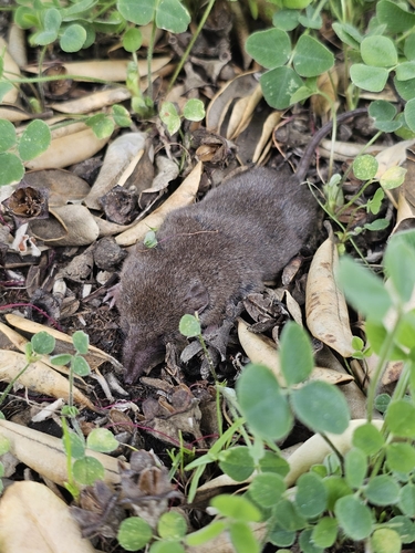 Greater White-toothed Shrew