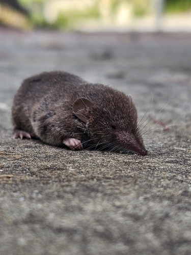 Greater White-toothed Shrew