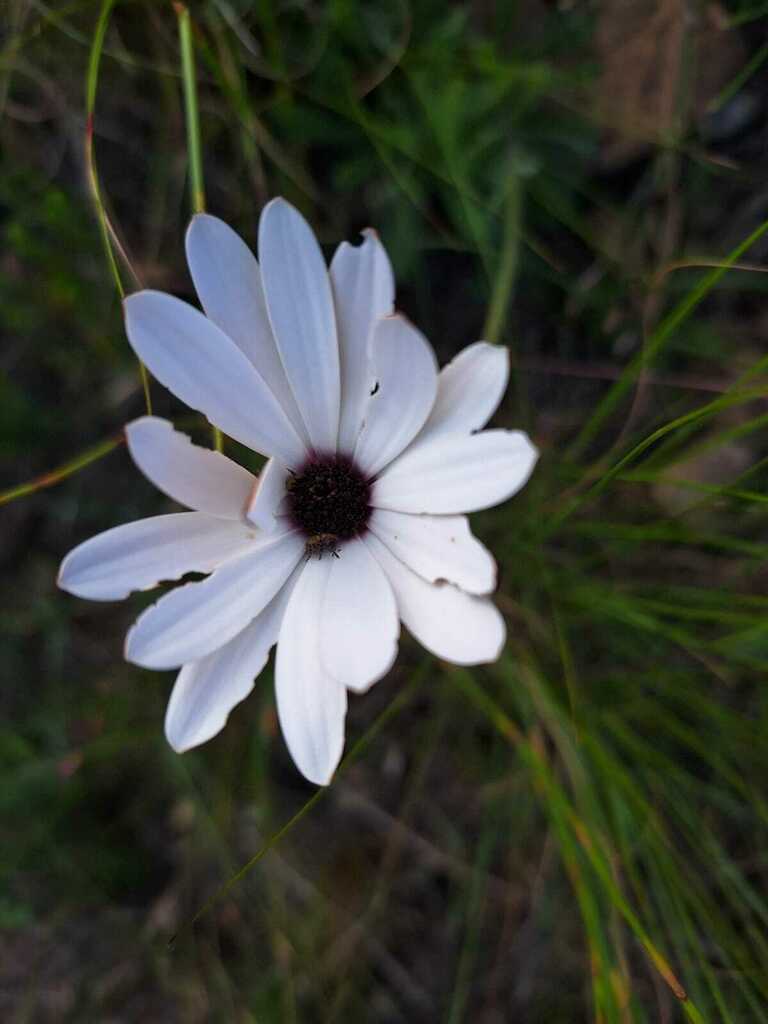 Afro-Australian daisies from Greyton, 7233, South Africa on September ...