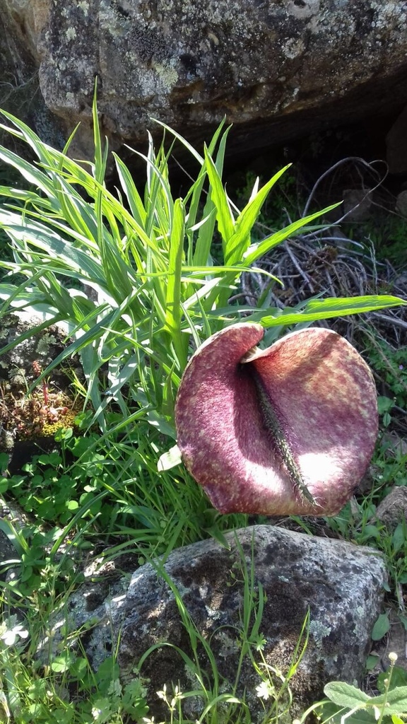 Deadhorse Arum from 20218, Moltifao, Corse, FR on May 04, 2019 at 02