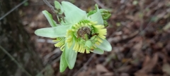 Passiflora megacoriacea image