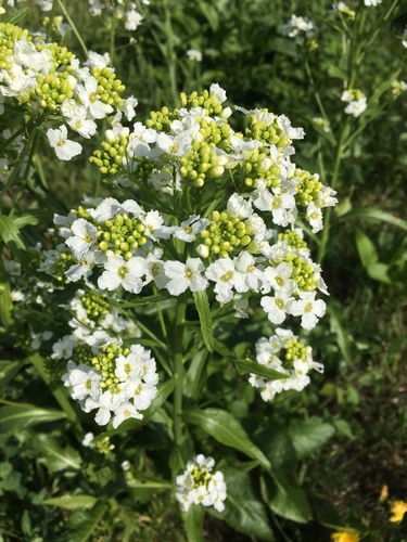 Valgomasis krienas nuotrauka