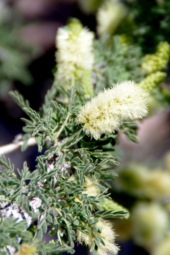 Catclaw Acacia