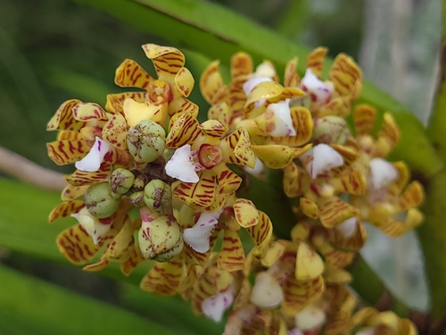 Acampe pachyglossa