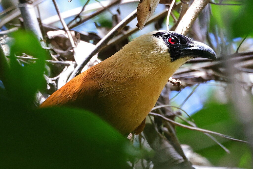 Black-faced Coucal photo