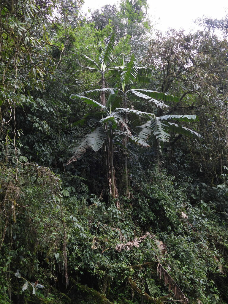 Musa puspanjaliae