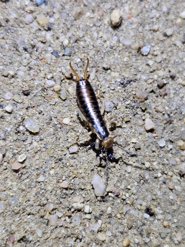 Scudder's Earwig