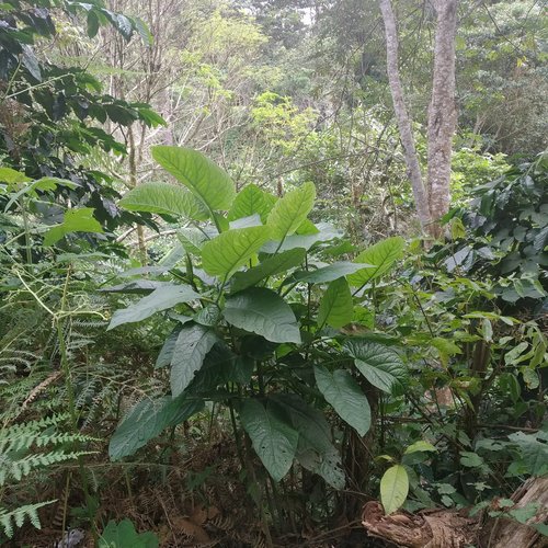 Piper obliquum