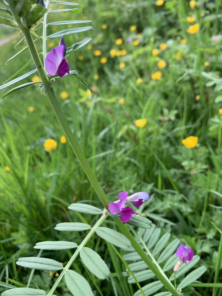 Common Vetch from St Andrews Close, Warrington, England, GB on May 8