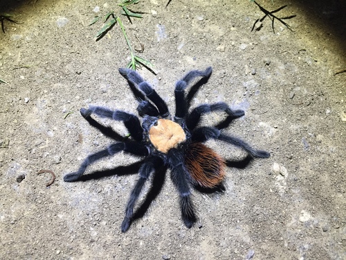 Golden Redrump Tarantula