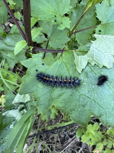 iNaturalist observation photo of Euphydryas