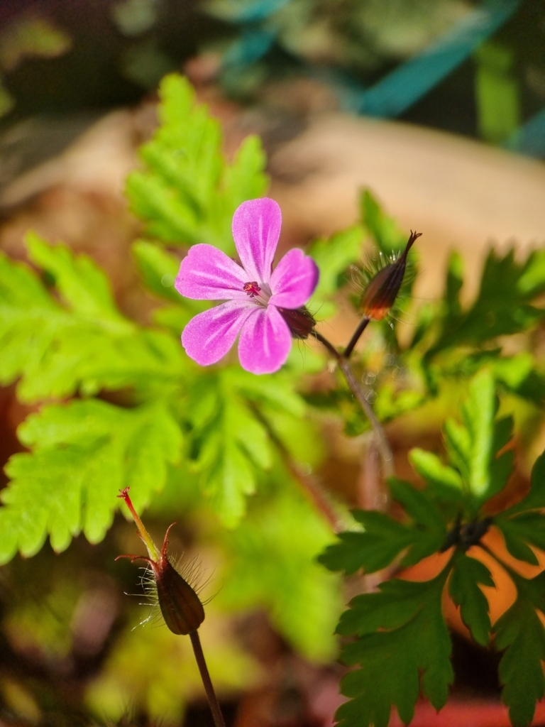 Herb Robert from Harrow HA3, UK on May 8, 2024 at 05:23 PM by Phillip ...