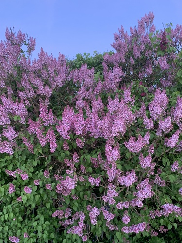 Syringa