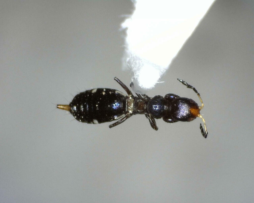 Aeolothrips from Kimble County, TX, USA on May 30, 2023 at 03:19 PM by ...