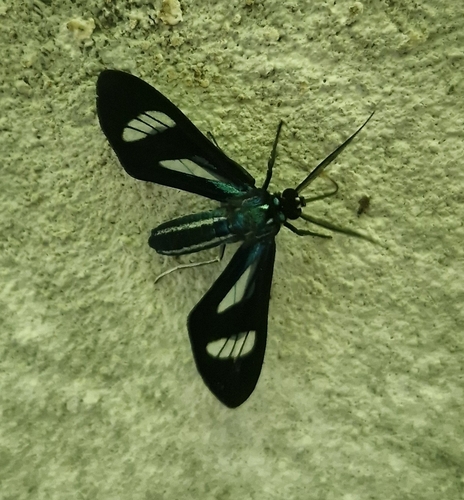 Mimagyrta