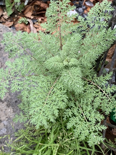 flixweed