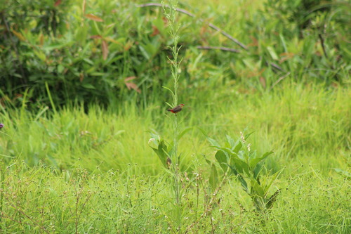 Orange-breasted Waxbill