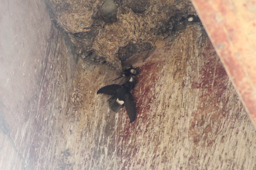 Little Swift