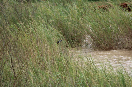 Pied Kingfisher