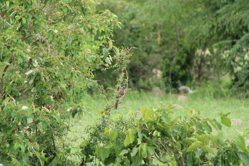 Hartlaub's Babbler