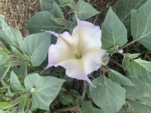 iNaturalist observation photo of Sacred Datura