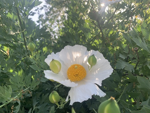 iNaturalist observation photo of Coulter's matilija poppy