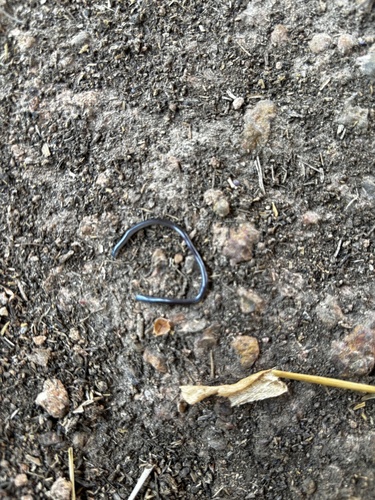 Brahminy Blindsnake