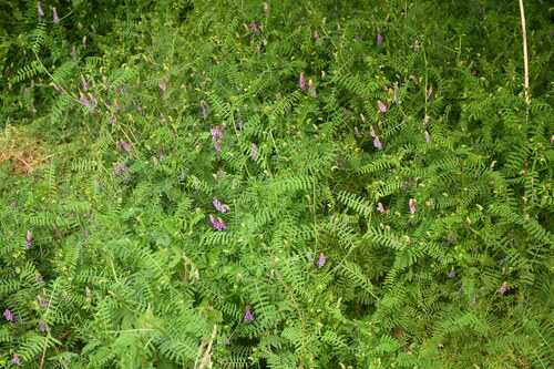 hairy vetch