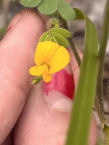 sticky jointvetch (Aeschynomene viscidula)