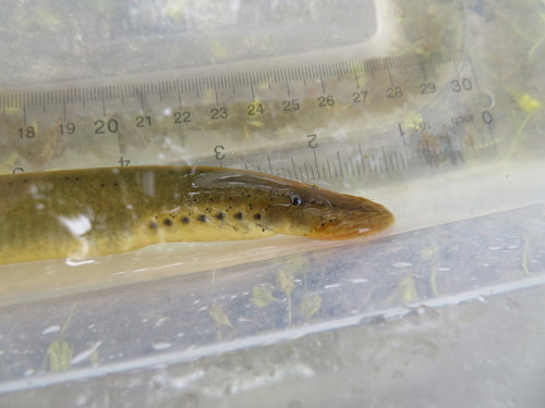 Ohio Lamprey