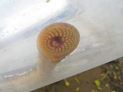 Ohio Lamprey
