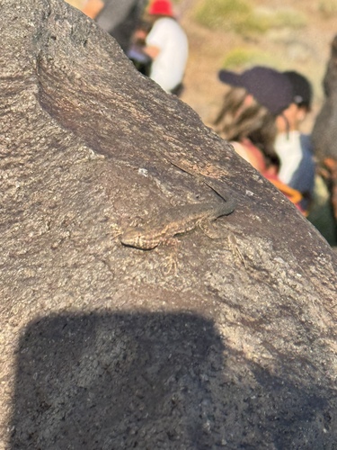 iNaturalist observation photo of Common Side-blotched Lizard