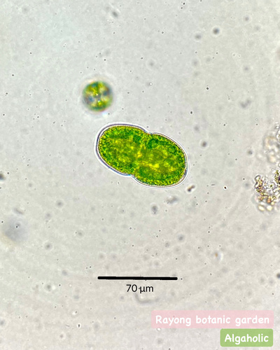 Actinotaenium capax