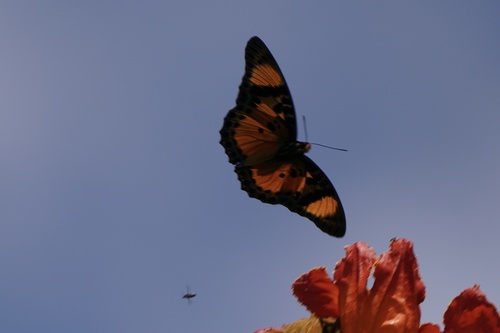 Euphaedra Charaxes