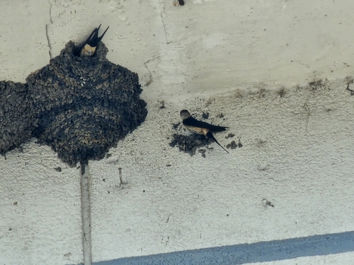 Eastern Red-rumped Swallow