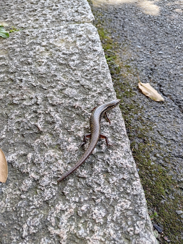 Indian Forest Skink from Yangmingshan, TW-TP-TC, TW-TP, TW on May 9 ...