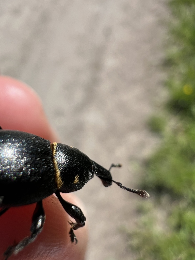 Liparus coronatus from Rheinstetten, Baden-Württemberg, DE on May 9 ...