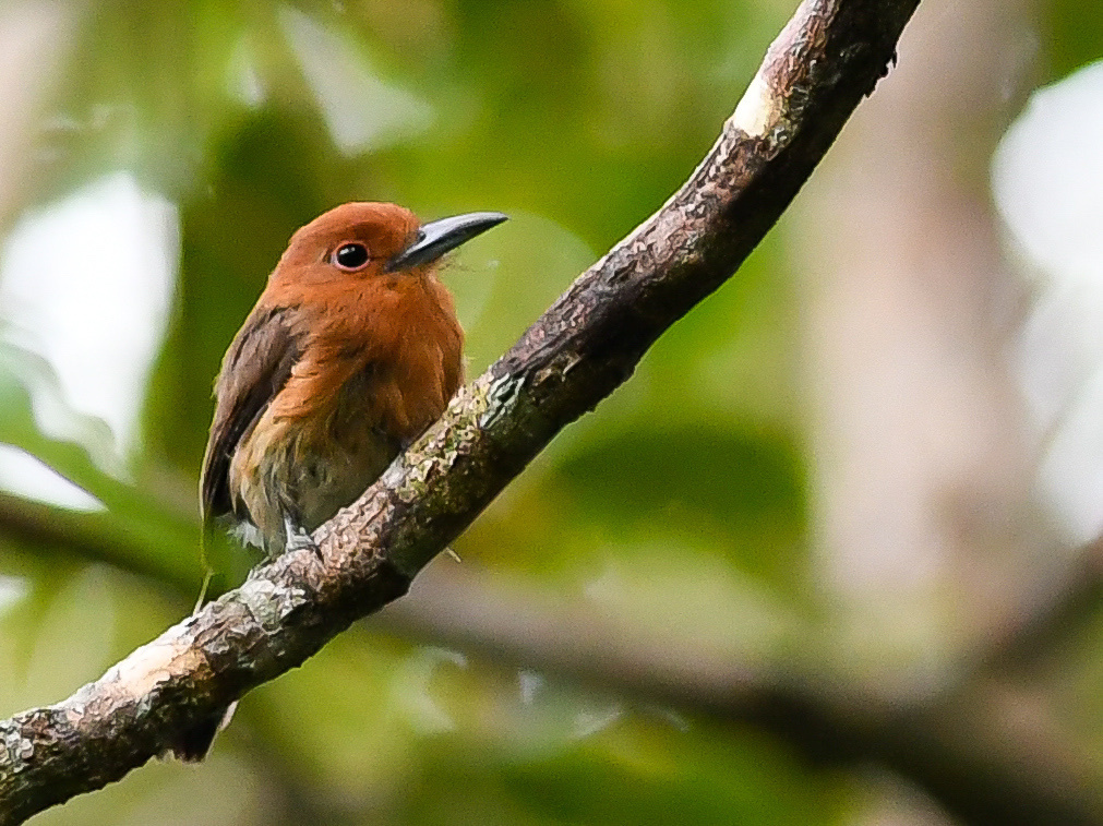 Chestnut-headed Nunlet (Nonnula amaurocephala) photo