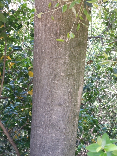Quercus × morisii