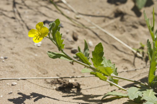 bigflower bladderpod (Lesquerella grandiflora)