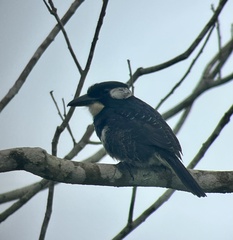 Notharchus pectoralis image